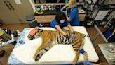 Elder Sumatran tiger seriously ill at Zoo Miami, officials say. He’s undergoing tests