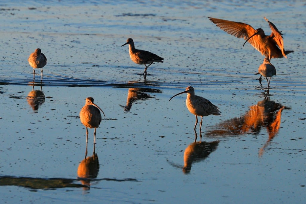 ‘The world in motion’: Bird migration peaks over Bay Area in first week of May