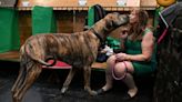 Crufts officials say XL bully ban ‘dangerous and doomed to fail’