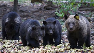 Ecologists outraged as authorities kill dozens of 'problem' bears in Slovakia