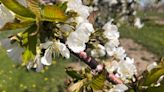 Cherry blossoms back in full at Robertson Orchards