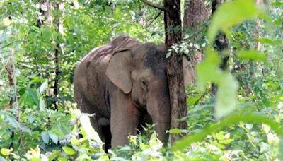 2 Assam refinery officials arrested for burying elephant carcass without following norms
