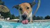 Is Your Dog Drinking Pool Water? Here's When It's OK and When You Should Step In