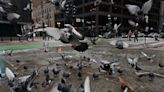 The ‘underbird’ no longer: Chicago pigeon owners, enthusiasts say it’s time to see the city dwellers as a ‘symbol of beauty’