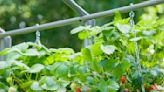 Best Fruits And Vegetables To Grow In Hanging Baskets
