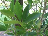 Illicium verum