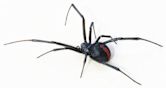 Redback spider