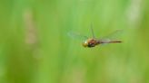 Cambs nature reserve designated as UK's newest dragonfly hotspot