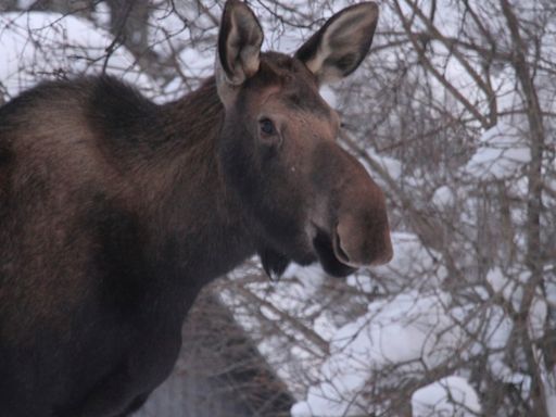 Moose Kills Man Attempting to Take Photos of Her Calves