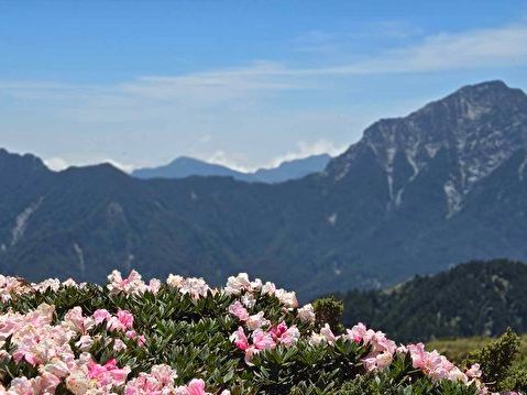 合歡山高山杜鵑盛開 王德合：春之盛宴