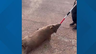 Arizona animal control officer on leave after dog-dragging incident