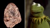 Kermit the Frog Inspires Name of New Ancient Amphibian Species Discovered by Researchers