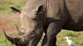 Rhinos are returned to a plateau in central Kenya, decades after poachers wiped them out