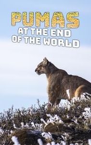 Pumas At The End Of The World