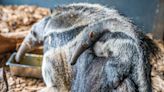 Rare anteater birth at Chester Zoo ‘incredibly positive news’ for species