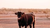 Runaway Bull Surprises Woman When It Shows up in Her California Backyard