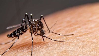Costa Rica espera resultados de Honduras para discutir vacunación contra dengue | Teletica