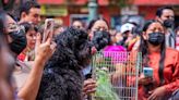 Una iglesia bendice a más de 300 mascotas en el sureste de México