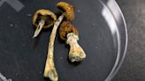 UC Berkeley researchers to have human subjects in psilocybin study