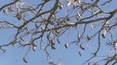 Seed pods from this popular tree can be toxic, veterinarians warn