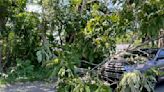 Branch falls onto car on Temahigan Ave - The Martha's Vineyard Times