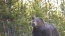 Grizzly Bear Reintroduction in the North Cascades Plows Ahead