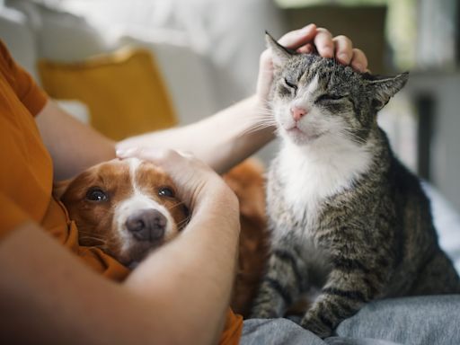 State Farm Pet Insurance: 2024 Review and Rates - NerdWallet