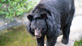 Crisis threatening endangered bear species: ‘It is impossible to know … what the consequences of mass extinction would be’