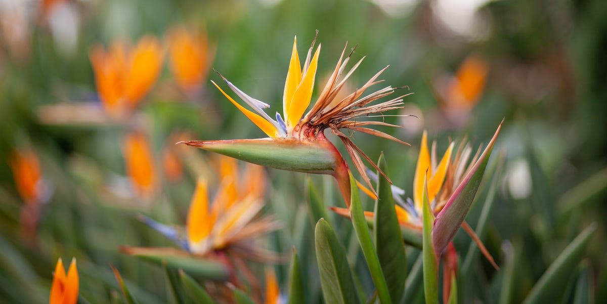 How to Care for Bird-of-Paradise Plants, According to an Expert