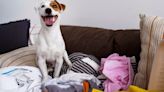 Descubre las 3 razones por la que los perros se acuestan en la ropa de sus dueños, según experta