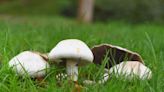 How to Stop Mushrooms From Taking Over Your Lawn