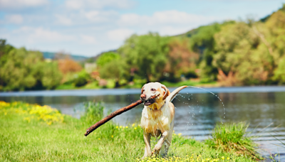 Labrador Gets Complimented on His ‘Nice Stick’ and It’s the Best