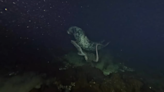 Fierce battle between octopus and seal stuns scuba diver off Canada. See ‘rare’ video