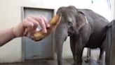 Watch an elephant peel a banana with her trunk in incredible first–of-its-kind footage