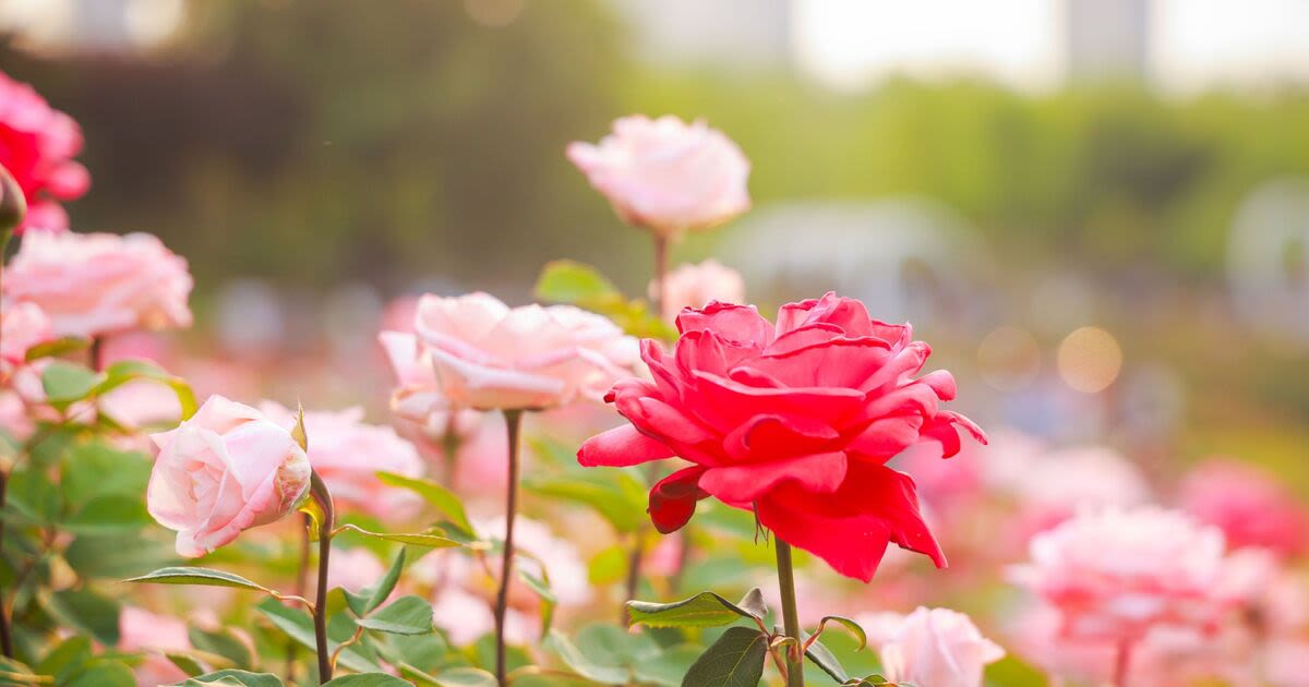 Garden roses will ‘bloom strongly’ for longer when fed three kitchen scraps