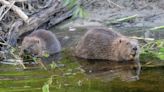 Beavers set to return to Hampshire after 400 years in nature restoration scheme