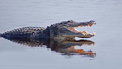 Video of Hundreds of Gators Swarming in Georgia Swamp Is Making Everybody Uneasy