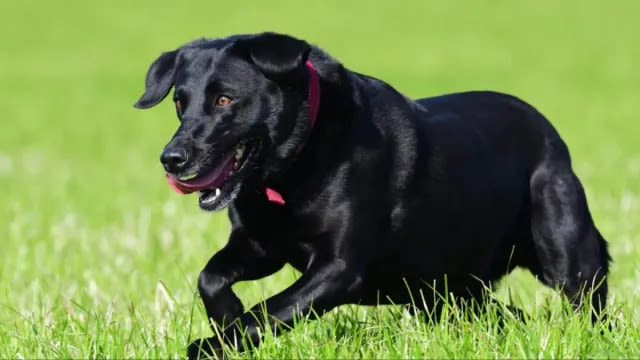 UC Davis’ Bat-Retrieving Dog ‘Cori’ Steals Hearts on Field