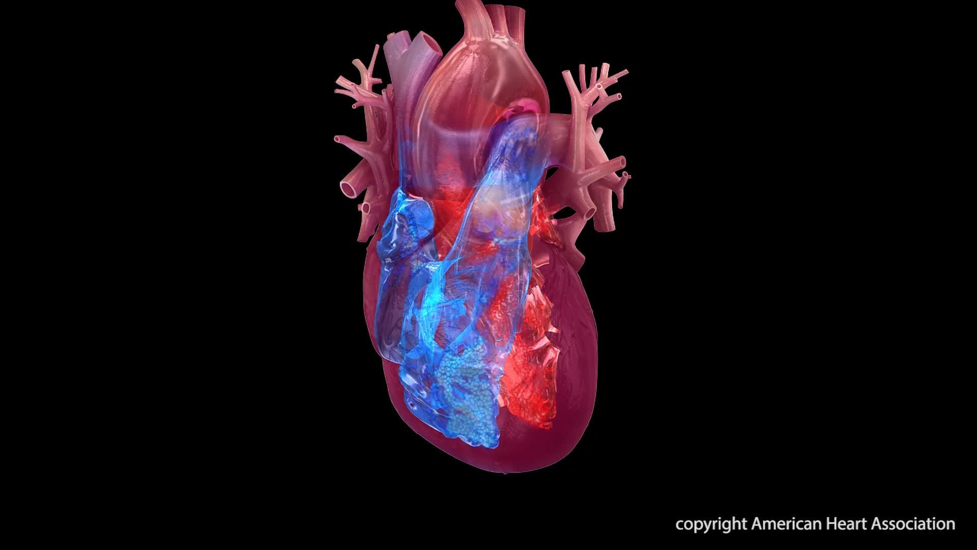 Heart healthy behaviors may help reverse rapid cell aging