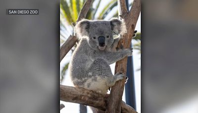 Brookfield Zoo Chicago debuts koalas for first time in its history