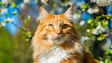 Fluffy Orange Cat Greeting Human at Their Cat Each Day Is Too Sweet