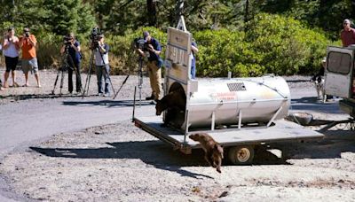 3rd problem bear from same mom’s littler euthanized at Tahoe