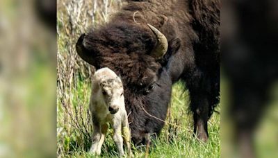 Yellowstone visitors hope to catch a glimpse of rare white buffalo