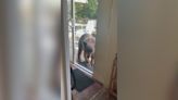 Bear wanders into kitchen searching for dinner in Sierra Madre