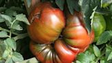 How to grow your best tomato | Northwest Arkansas Democrat-Gazette