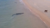 Clip: Crocodile Cruises Shorebreak While Stalking Dog on Australian Beach