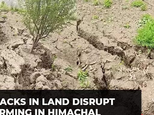 'Flood irrigation': Land cracks disrupt farming in Lahaul-Spiti, Himachal Pradesh