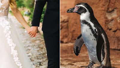 Groom Surprises Bride with Penguin Ring Bearer at Their Wedding — See the Adorable Video!