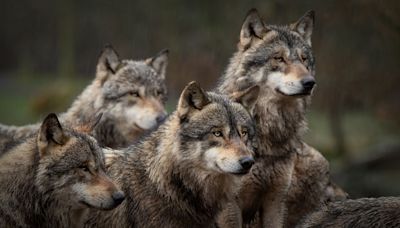 US House Passes Bill To Take Gray Wolves Off The Endangered Species List