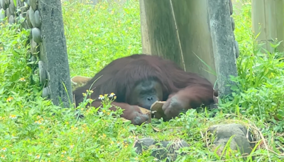 快訊/曾演出電影！壽山動物園人氣紅毛猩猩「咪咪」離世 園方不捨發聲了